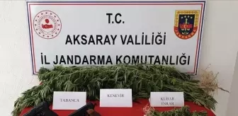 Aksaray'da Yasa Dışı Kenevir Ekimi ve Uyuşturucu Ticareti Operasyonu