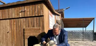 Talas Belediyesi Sosyal Tesislerinde Yeni Doğan Köpek ve Yavruları Ziyaretçilerin İlgi Odağı Oldu