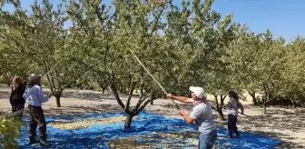 Demirci'de 550 Ton Badem Rekoltesi Bekleniyor