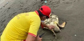 Hatay'da Yaralı Caretta Caretta Tedavi Ediliyor