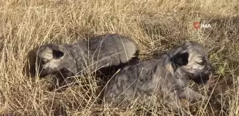 Kangalların yavrularını yemesinin sırrı açığa çıktı