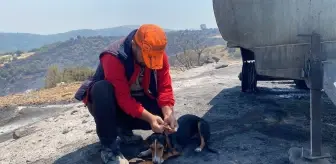 Manisa'da orman yangınında ev ve ahır yandı