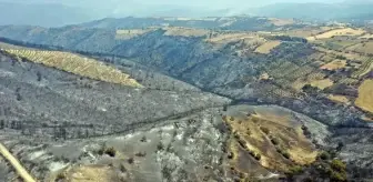 Manisa'dan kahreden görüntü! Yeşilliklerden geriye küle dönmüş bir orman kaldı