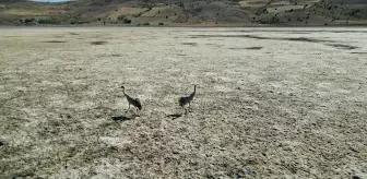 Bingöl Gölü Tamamen Kurudu, Sadece 2 Turna Kaldı