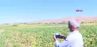 Çiftçiler, yaban domuzlarıyla mücadelede dron kullanıyor