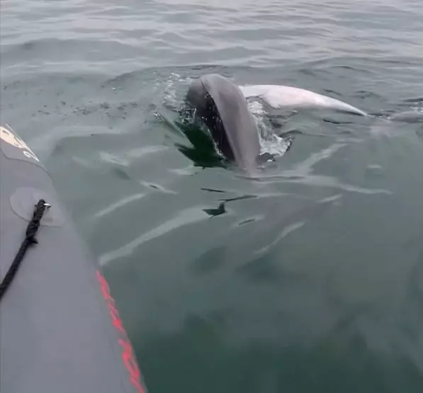 A dead dolphin was dragged to the shore in 6 days by another dolphin! The incident, which became the subject of a scientific article, was shared with the world