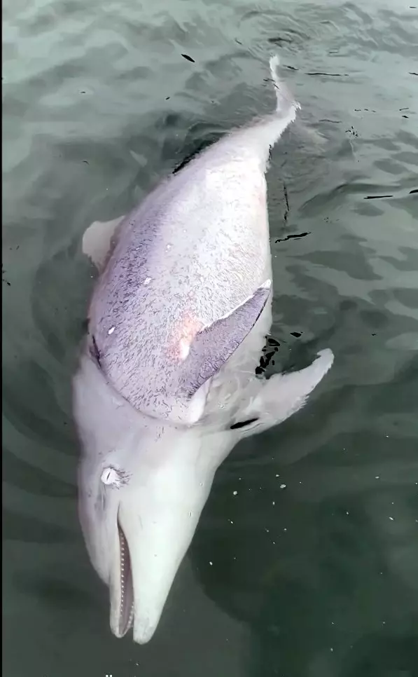 A dead dolphin was dragged to the shore in 6 days by another dolphin! The incident, which became the subject of a scientific article, was shared with the world