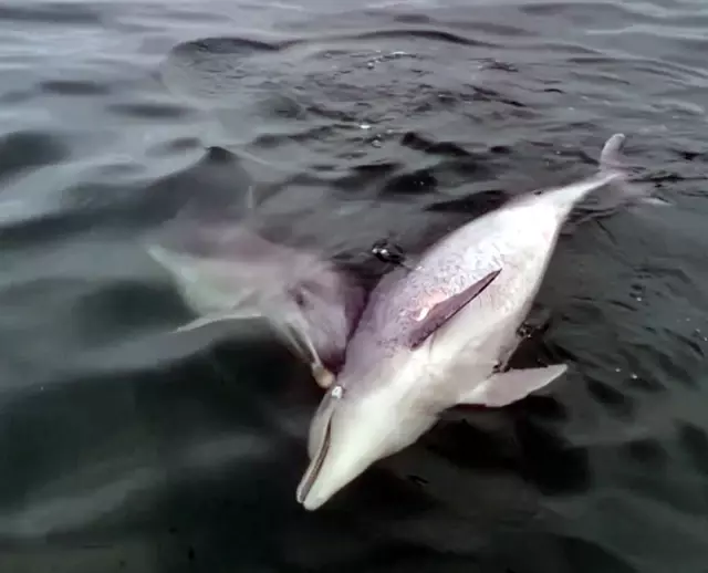 A dead dolphin was dragged to the shore in 6 days by another dolphin! The incident, which became the subject of a scientific article, was shared with the world