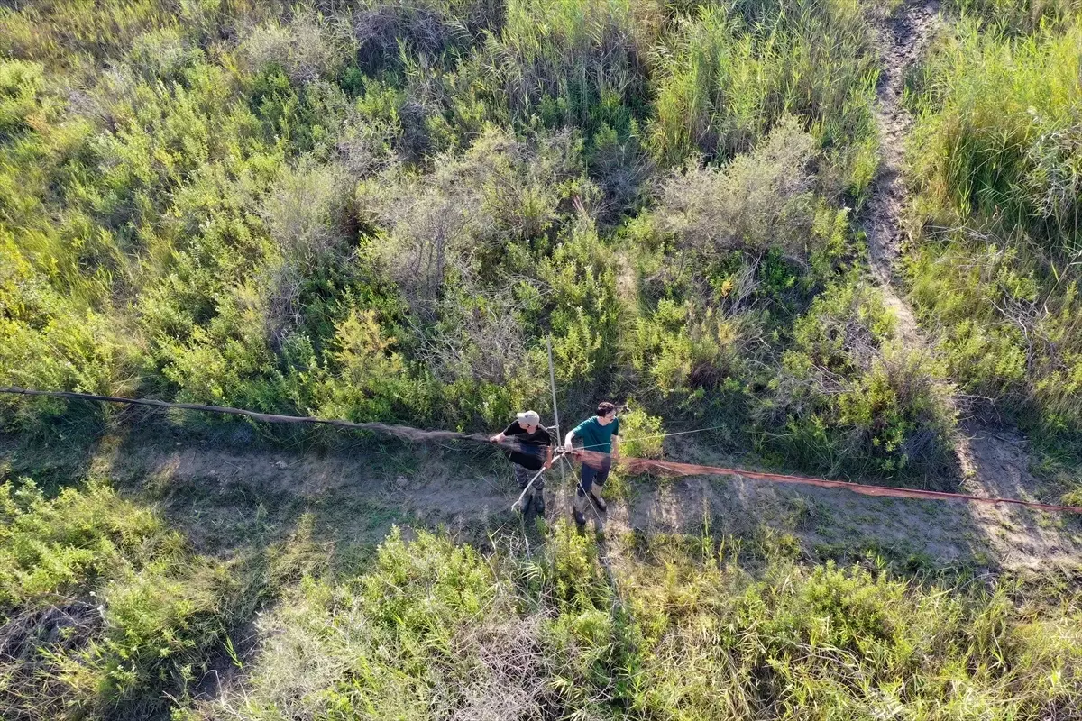 Iğdır'da 1100 kuş halkalandı