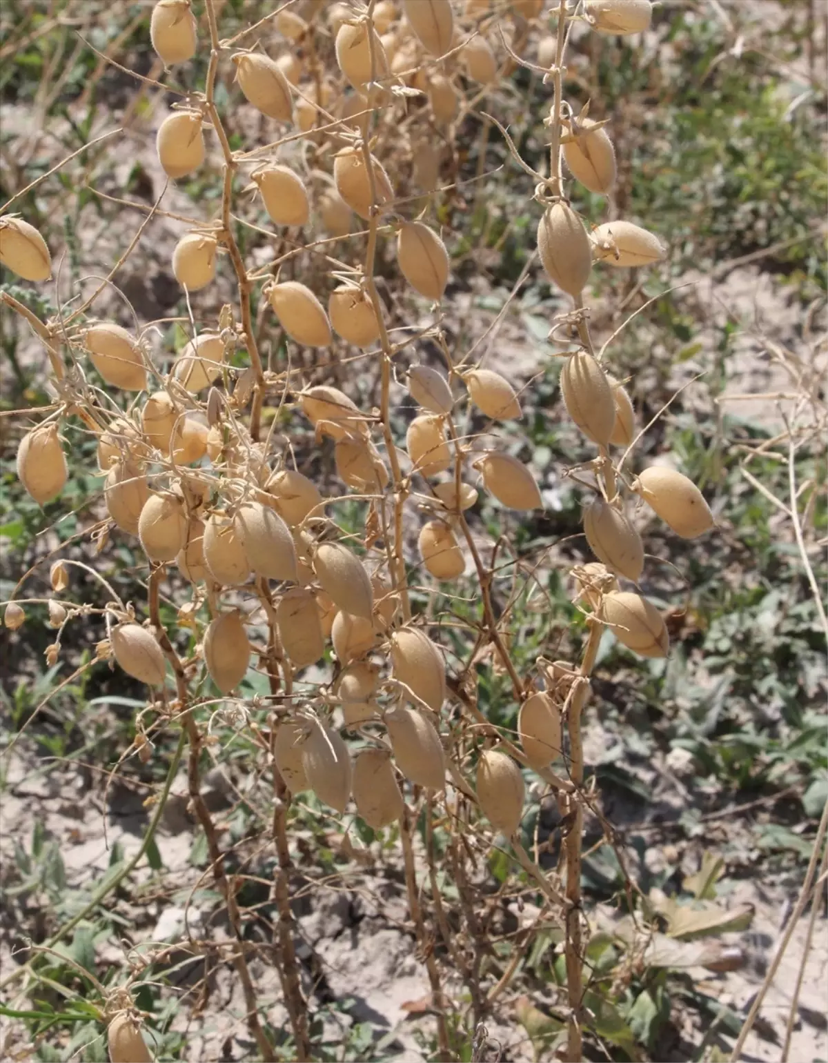 Beypazarı'nda Nohut Hasadı Yapıldı, Ancak Verim Düşük