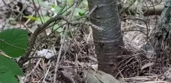 Çorum'da Mantar Toplarken Nadir Görülen Yılanı Fotoğrafladı