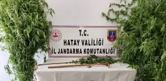 Hatay'da Hint keneviri yetiştiricisi yakalandı