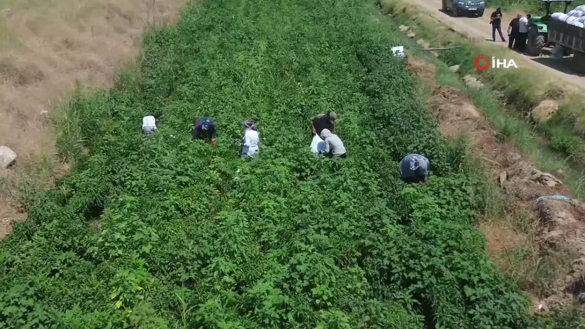 Kavurucu sıcakta acı biber hasadı zorlu şartlarda devam ediyor