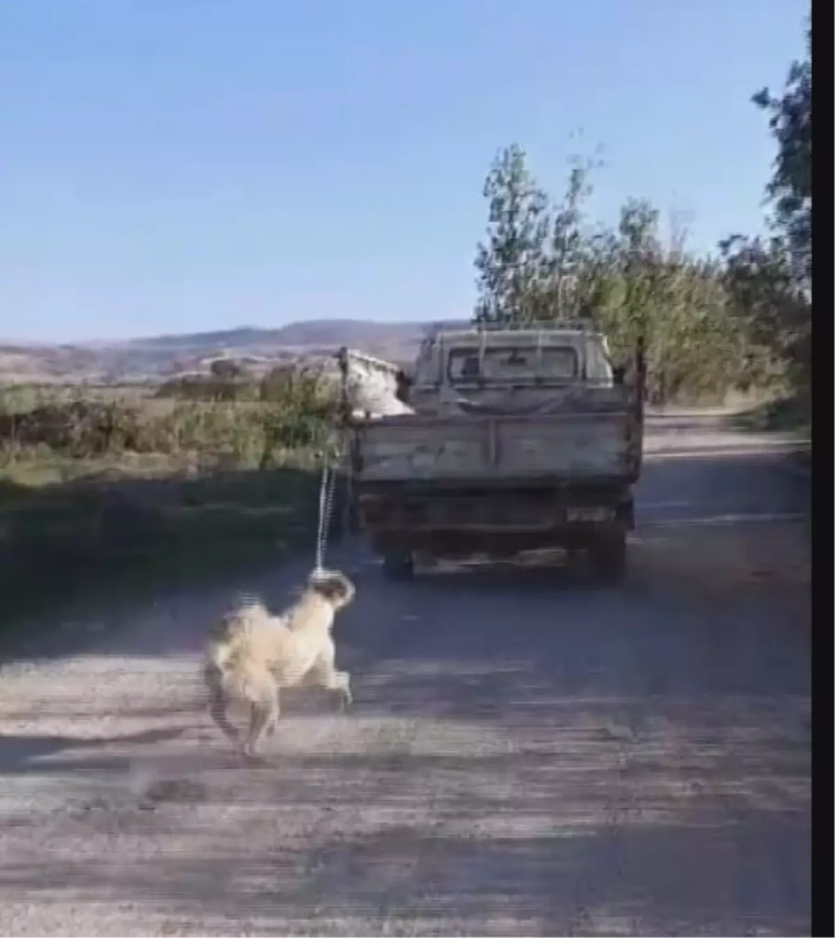 Köpeği İple Sürükleyen Kişiye Tepki