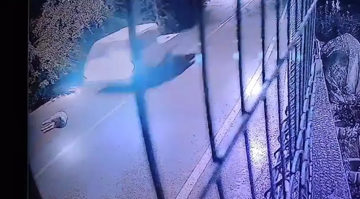 Bodrum'da kamyonet köpeği ezdi, sürücü kaçtı