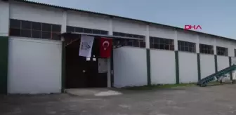 TMO Ordu'da Yeni Sezon Fındık Alımlarına Başladı