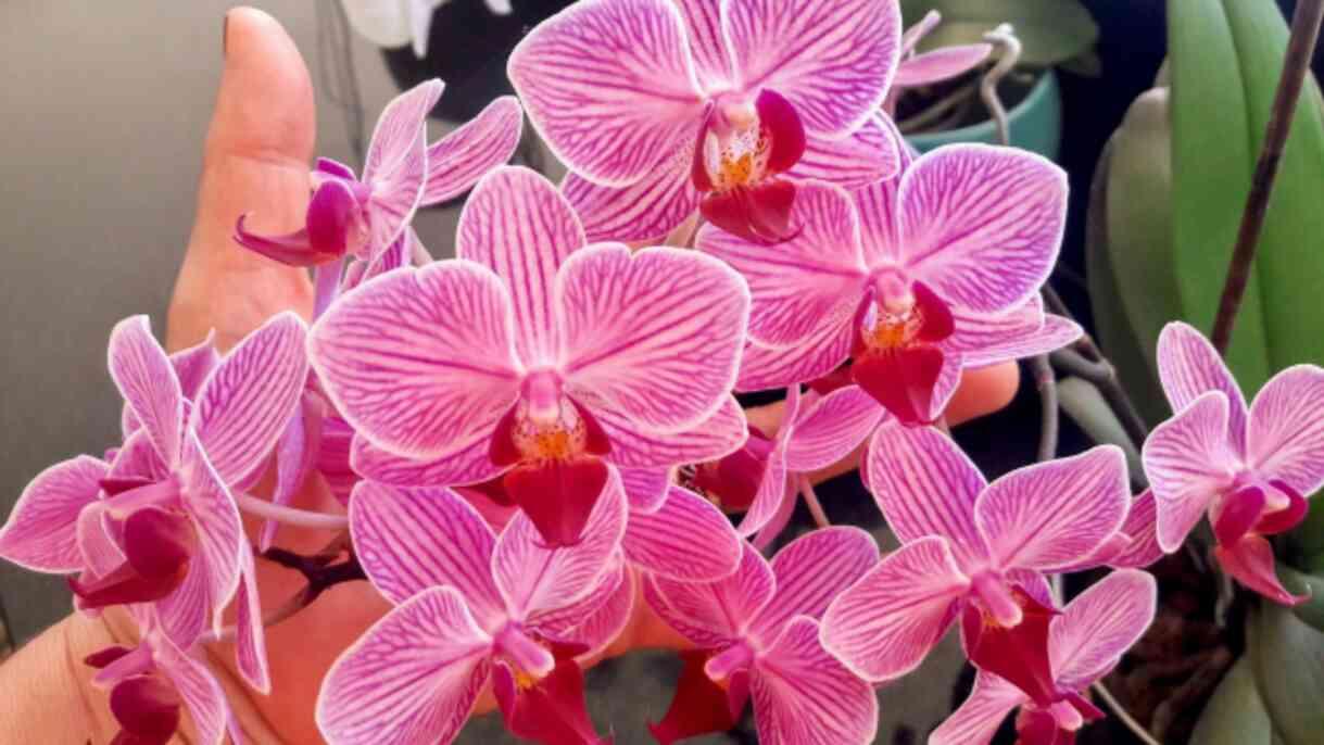Orkideye nasıl bakılır, ne kadar su verilir? Orkide çiçeğinin özelliği nedir, toprağı nasıl olmalı? Orkide bakımı püf noktaları!