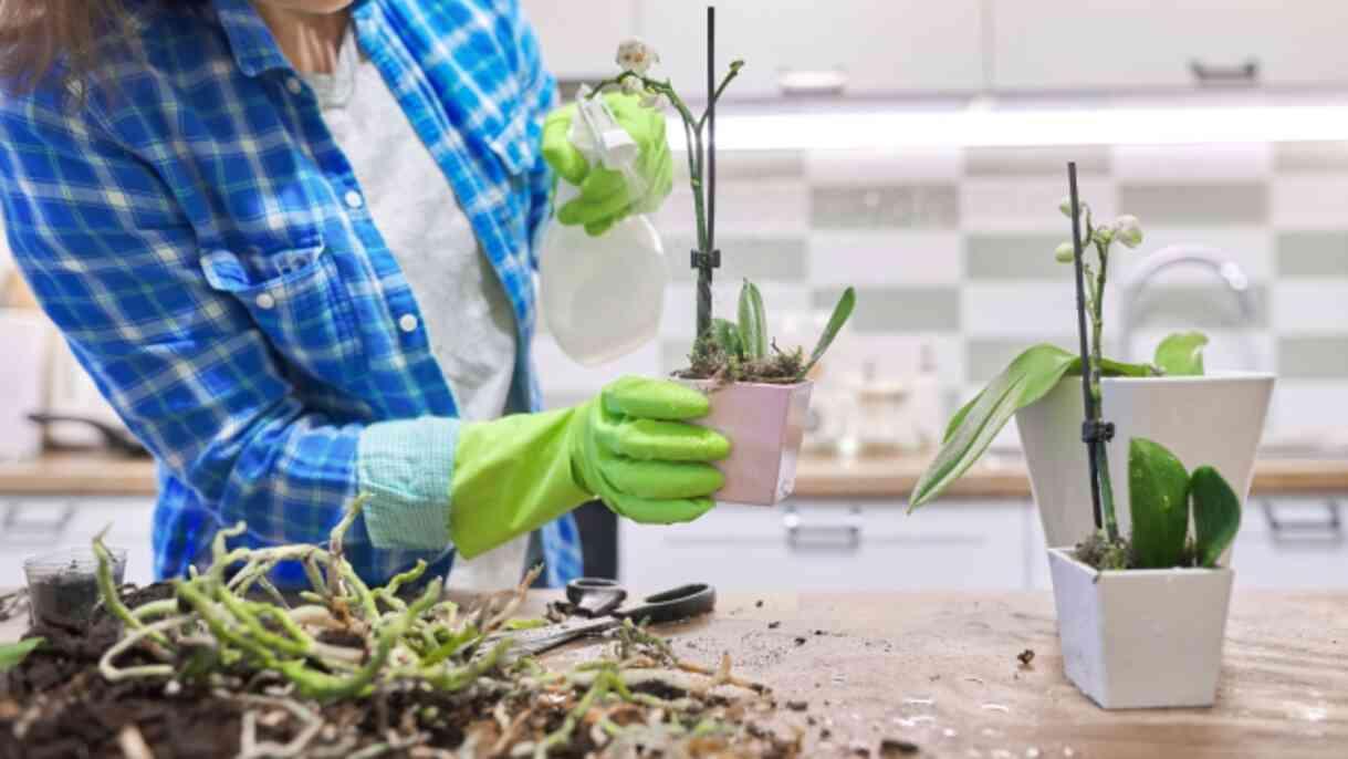 Orkideye nasıl bakılır, ne kadar su verilir? Orkide çiçeğinin özelliği nedir, toprağı nasıl olmalı? Orkide bakımı püf noktaları!