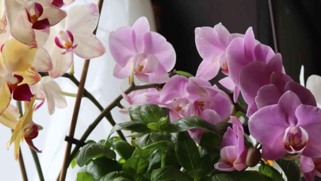 Orkideye nasıl bakılır, ne kadar su verilir? Orkide çiçeğinin özelliği nedir, toprağı nasıl olmalı? Orkide bakımı püf noktaları!