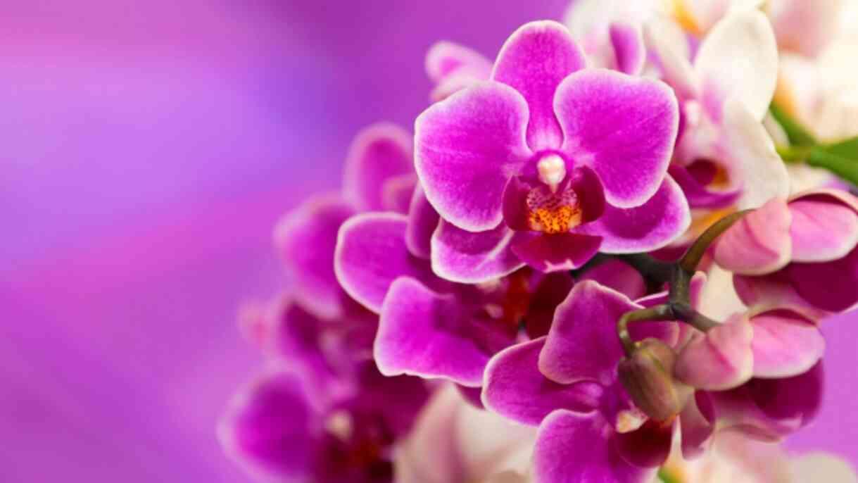 Orkideye nasıl bakılır, ne kadar su verilir? Orkide çiçeğinin özelliği nedir, toprağı nasıl olmalı? Orkide bakımı püf noktaları!