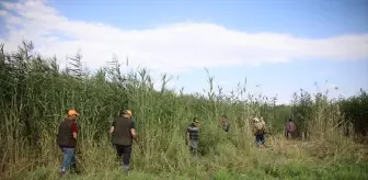 Van'da çiftçiler, yaban domuzlarından tarlalarını korumak için nöbet tutuyor