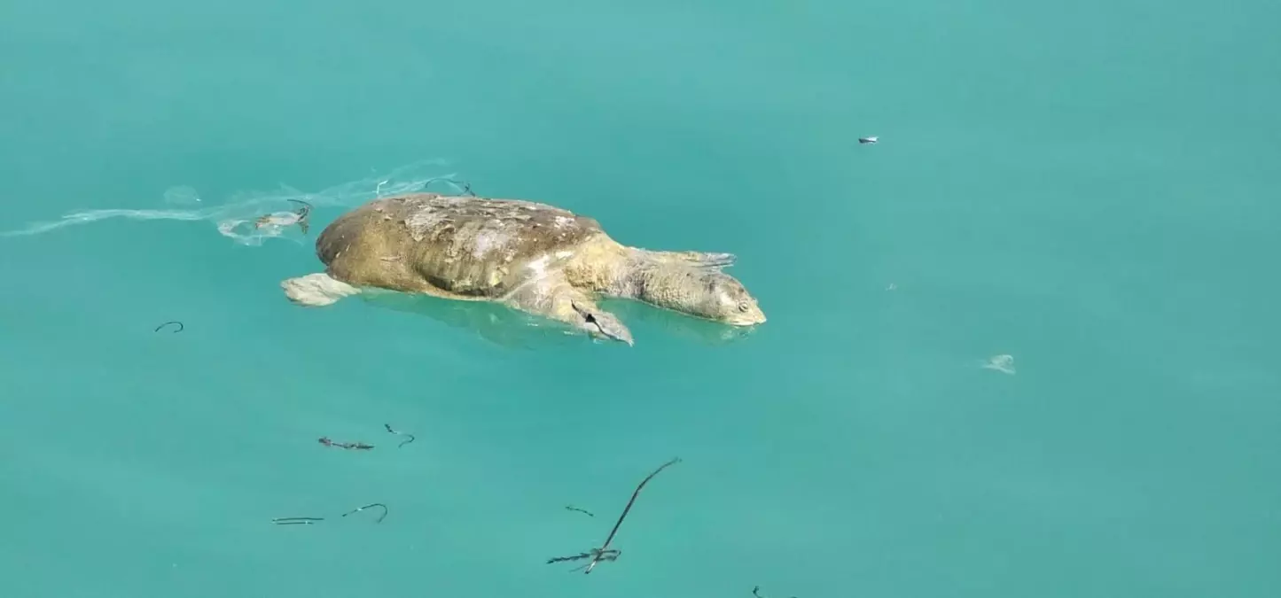 Şanlıurfa'da Sulama Kanalında Ölü Kaplumbağa Bulundu