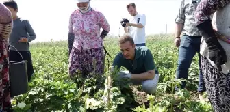 Balıkesir'de Bamya Hasadı Başladı