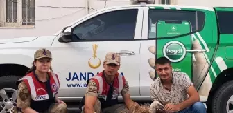 Hakkari'de Yaralı Akbaba Kuşu Kurtarıldı