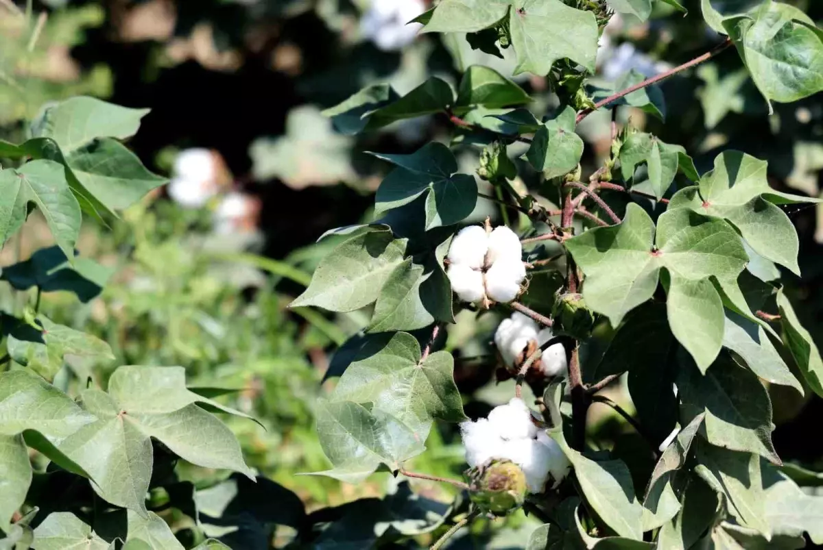 Adana'da Sıcak Hava Pamuk Rekoltesini Etkiledi