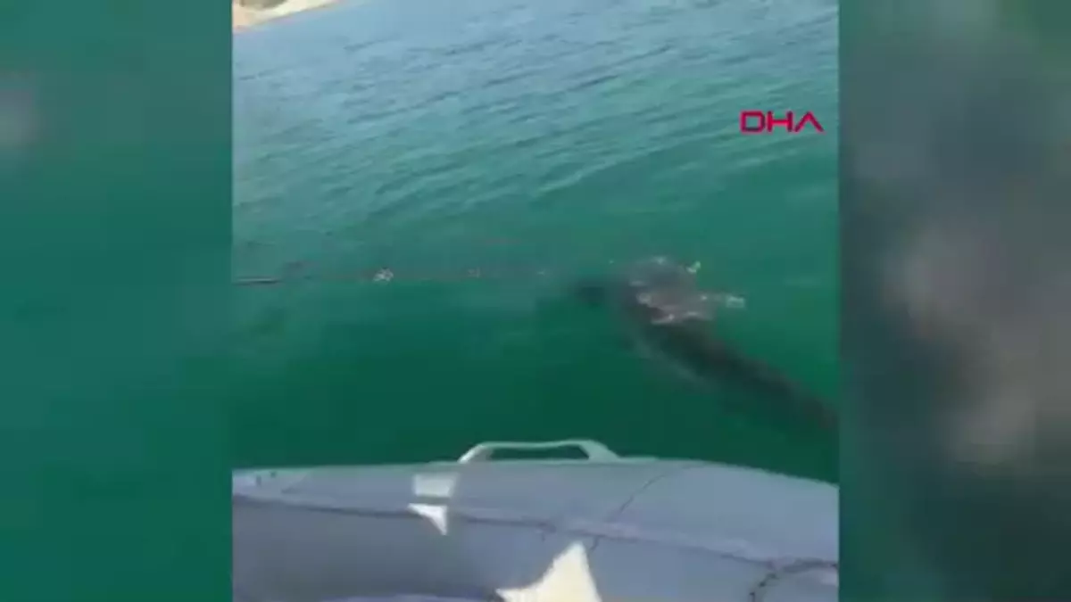 Amatör balıkçılar dev yayın balığı yakaladı