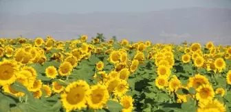 Ağrı'da Devlet Desteğiyle Üretilen Ayçiçeği Tarlaları Sarıya Büründü