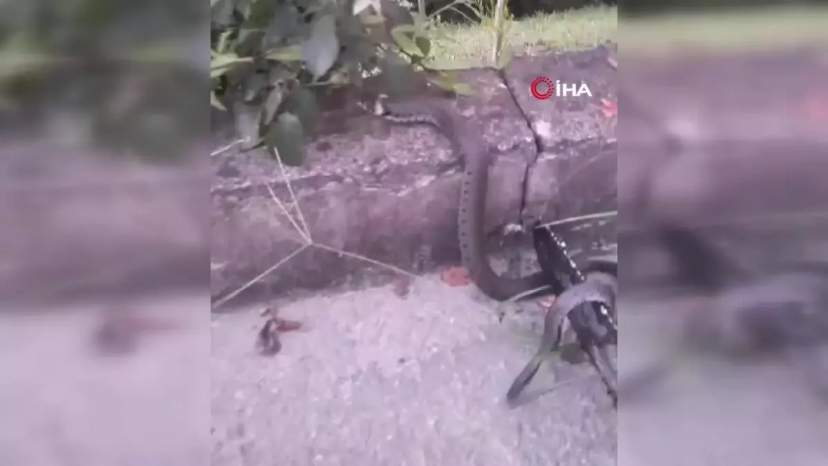 Fındık bahçesinde yılan gören adamın şaşkınlığı kamerada