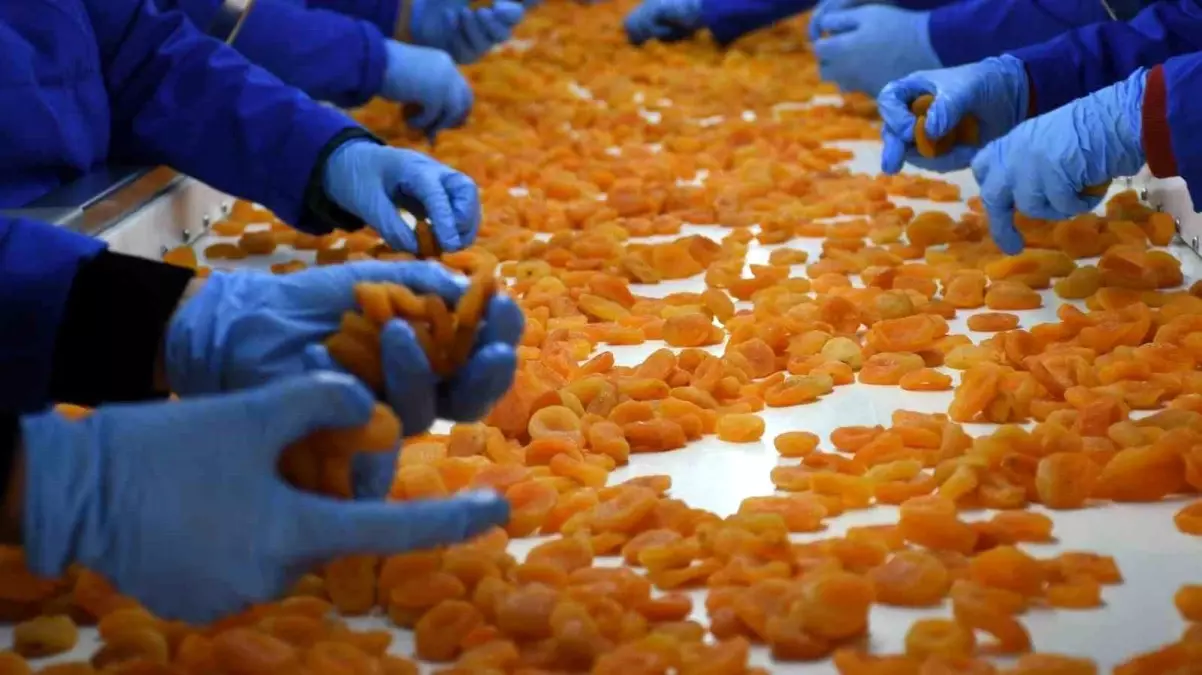 Malatya, 100 Bin Ton Kayısı İhracatı Hedefliyor