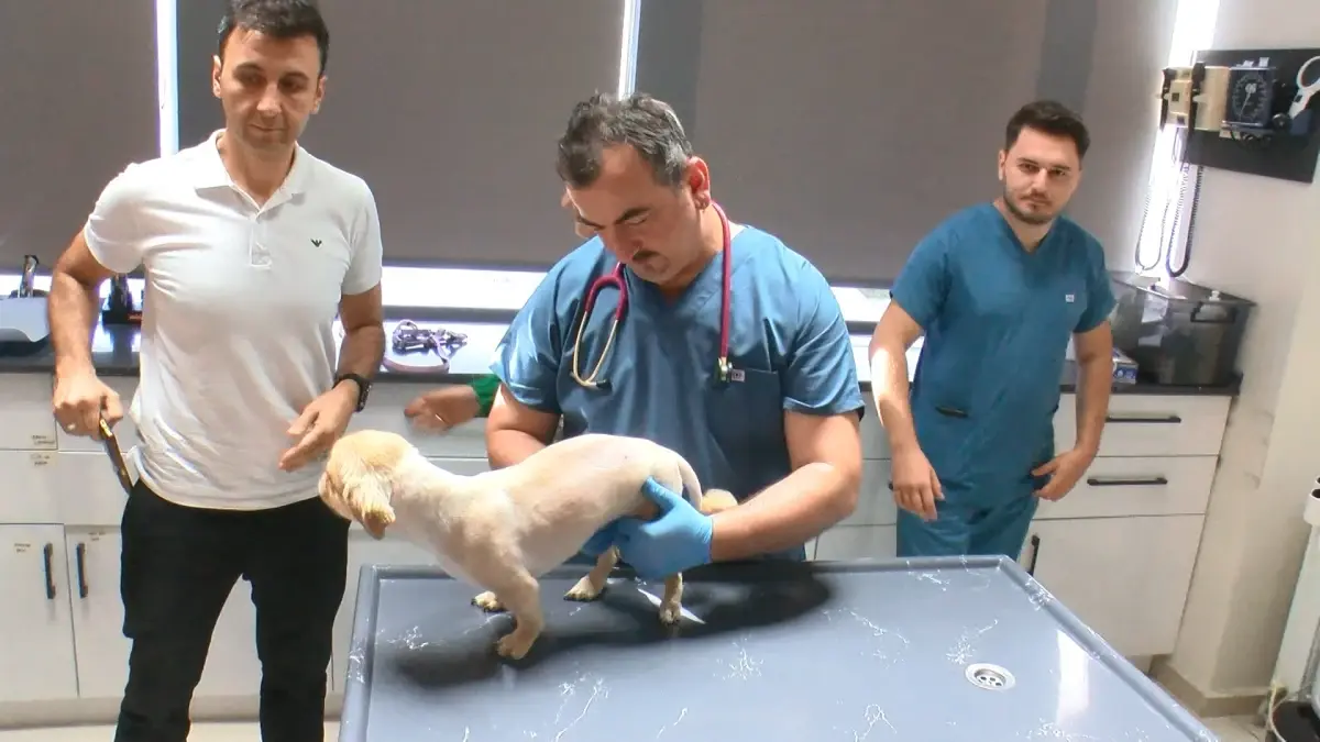 Veteriner Hekim, Köpeğin Felç Olma Tehlikesiyle Karşı Karşıya Kalan Tümörü Başarılı Bir Şekilde Aldı