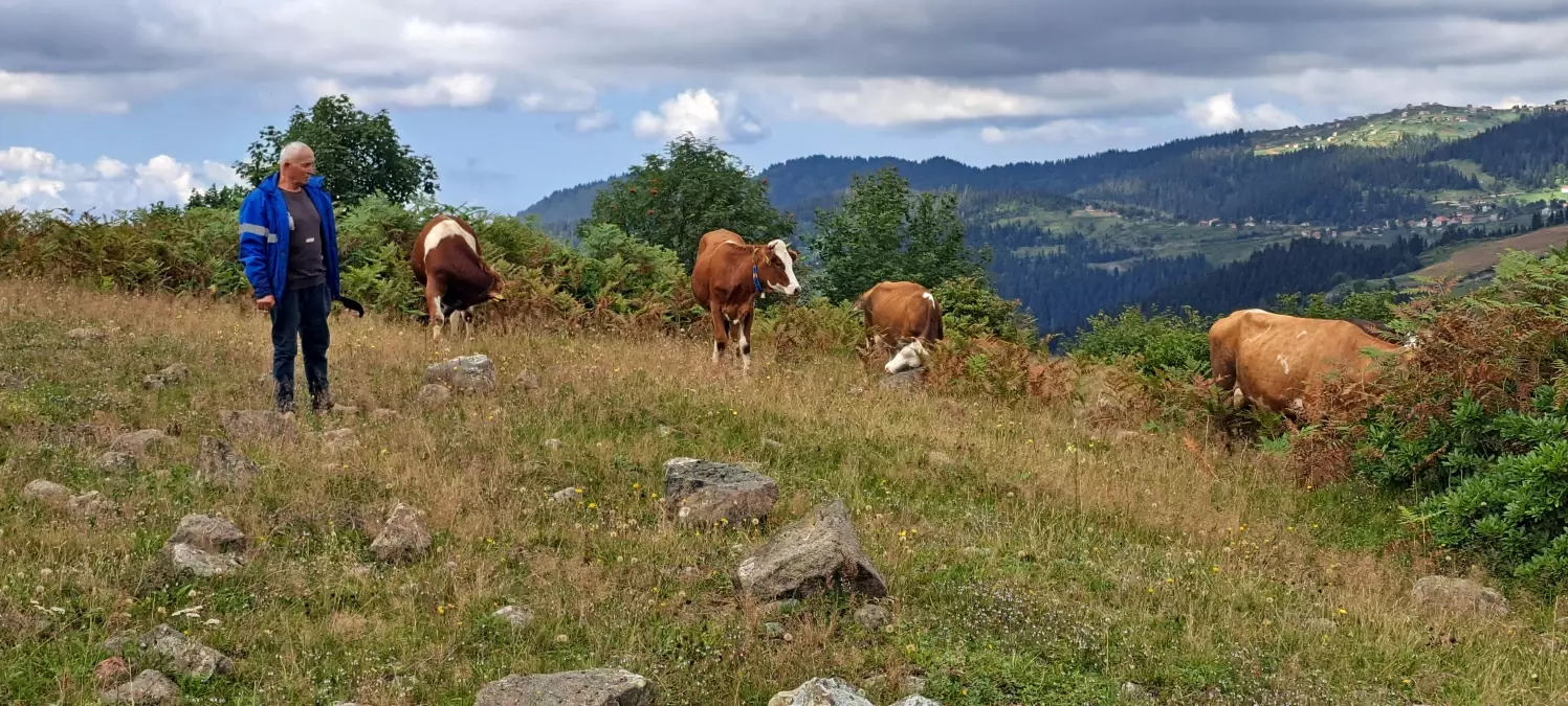 Ayı Ahıra Girip Danayı Götürdü