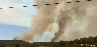 Muğla'da Arıcılık Yapan Baba ve Oğul Tutuklandı