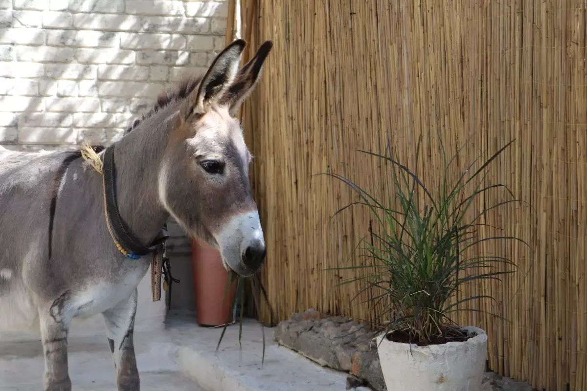 Şiddet Gören Eşek Tedavi Edildi, Sahiplenilmeyi Bekliyor
