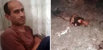 Sokak köpekleri parçalayarak öldürmüştü! Talihsiz adamın yaşadığı vahşet hastane raporunda