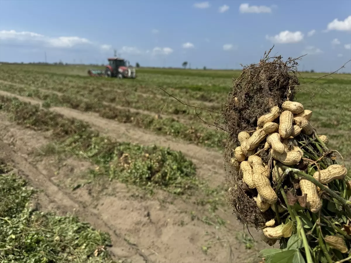 Adana'da Yer Fıstığı Üretiminde Yüzde 30 Artış Bekleniyor