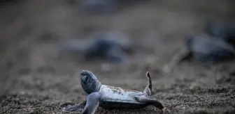 Akyatan Lagünü'nde Kaplumbağa Yavruları Denize Ulaşıyor