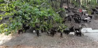 Aydın'da keçi sürüsü ve çoban azaldı, orman yangınları arttı