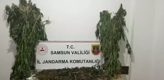 Samsun Ayvacık'ta Uyuşturucu Operasyonu: 1 Şüpheli Yakalandı