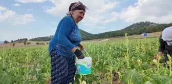 Bolu'da bamya üreticisi işçi maliyetlerini düşürmek için tarlasını yarı fiyatına açtı