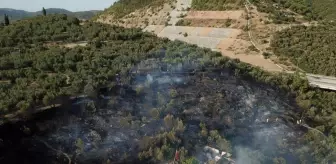 Bursa'da barakada çıkan yangın zeytin ağaçlarına sıçradı