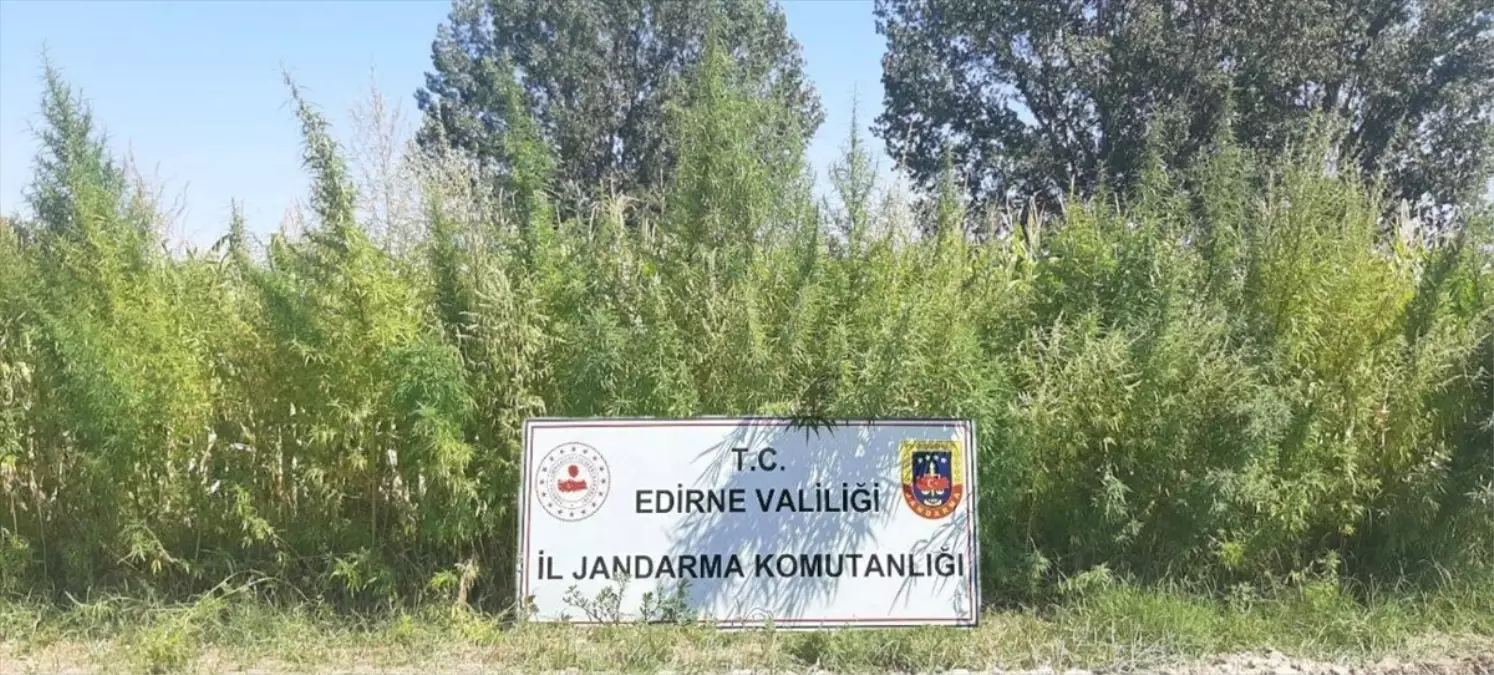 Edirne'de 159 Bin Kök Hint Keneviri Ele Geçirildi