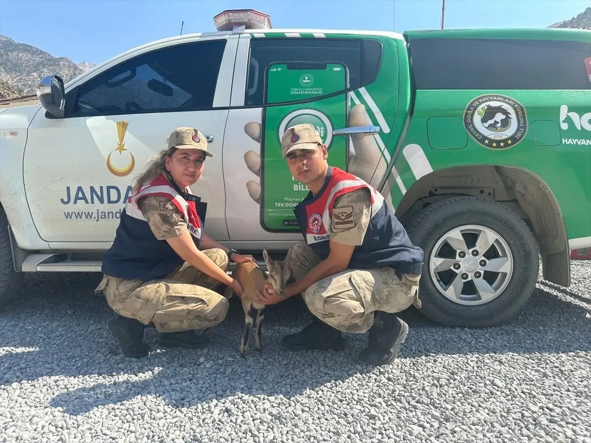 Hakkari'de Yaralı Dağ Keçisi Yavrusu Tedavi Altına Alındı