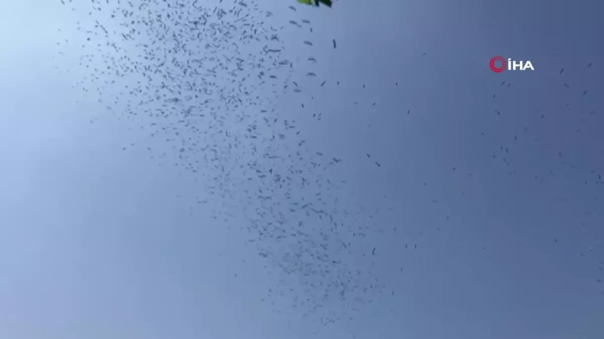 İstanbul semalarında leyleklerin göç dansı