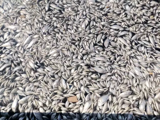 Worrying sight in Izmir: The Gulf covered with dead fish.