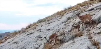 Malatya'da dağ keçileri dronla görüntülendi