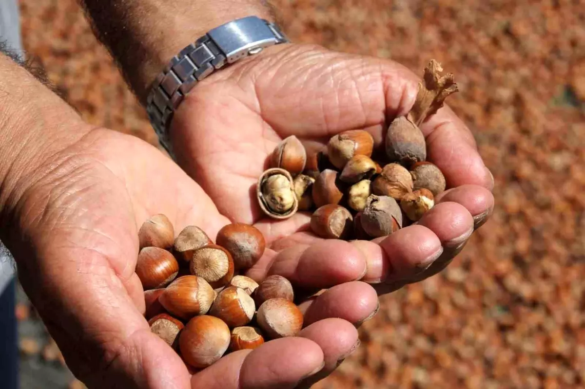 Kahverengi kokarca zararı nedeniyle fındık üreticileri mağdur